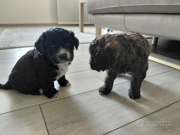 Cuccioli di barboncino meticcio