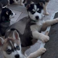 Cucciolo di Siberian husky