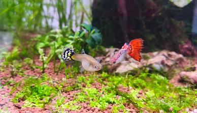 30 Pesci Guppy