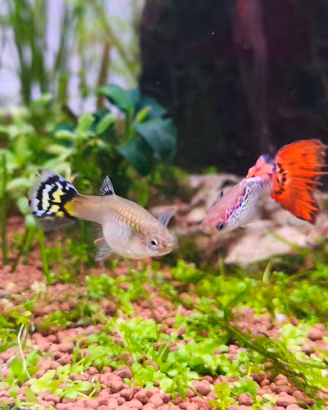 30 Pesci Guppy