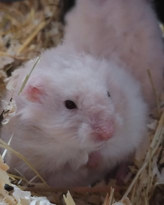 Criceto europeo e russo