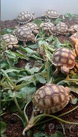 Tartarughe di terra Geochelone Sulcata con documem