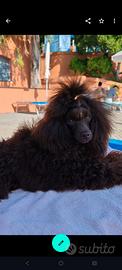 Disponibile barbone Toy x monta