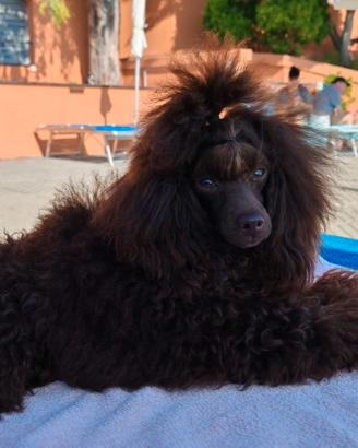 Disponibile barbone Toy x monta