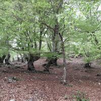 Terreno Agricolo Montelanico [Cod. rif 3214511VRG]