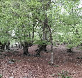 Terreno Agricolo Montelanico [Cod. rif 3214511VRG]