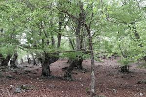 Terreno Agricolo Montelanico [Cod. rif 3214511VRG]