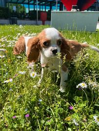 Cavalier king