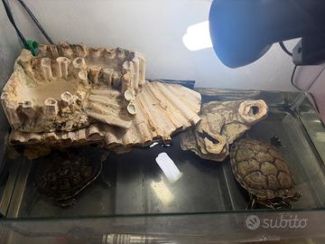 Tartarughe acquaterrario