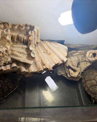 Tartarughe acquaterrario