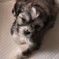 Cuccioli shipoo