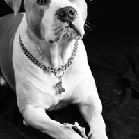 American Staffordshire non puro, di 7 anni