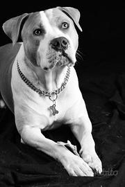 American Staffordshire non puro, di 7 anni