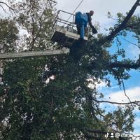 Per potatura taglio alberi siepe giardino