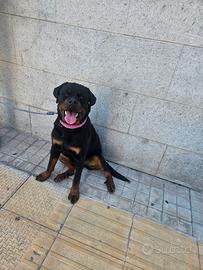 Rottweiler