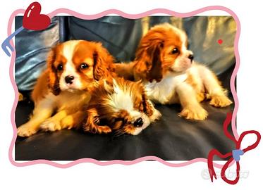 Cuccioli di cavalier king