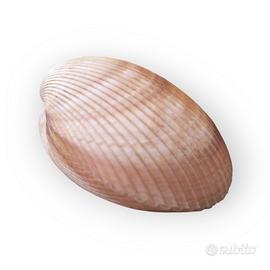 Grande Conchiglia Cuore di Mare Vera 11cm Arredo