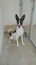 Nino mix podenco/ Russell 