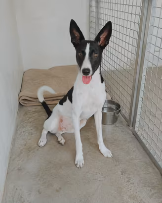 Nino mix podenco/ Russell 