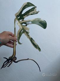 Talea monstera albovariegata