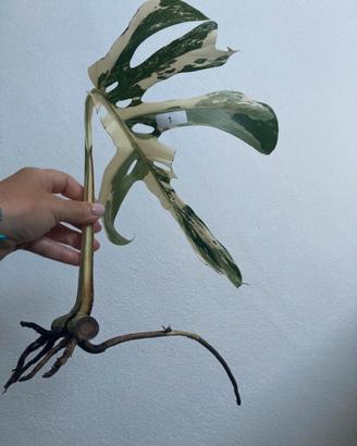 Talea monstera albovariegata