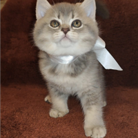 Adorabili gattini British Shorthair