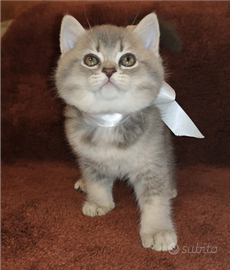 Adorabili gattini British Shorthair