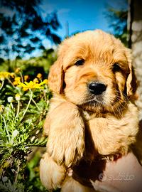Golden Retriever Cuccioli