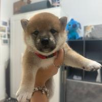 Splendida cucciola Shiba Inu Enci