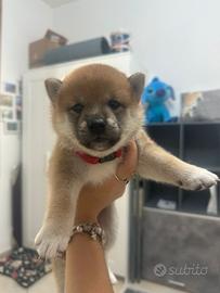 Splendida cucciola Shiba Inu Enci