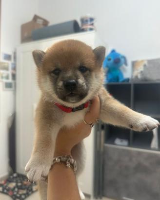 Splendida cucciola Shiba Inu Enci