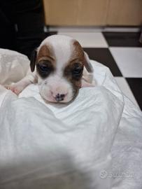 Cuccioli di Jack Russel