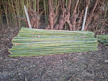 Canne di bambù