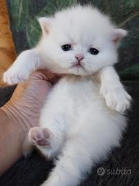 Gattino persiano