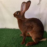 Conigli di razza
