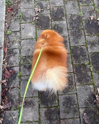 Spitz Volpino pomerania cucciola PEDIGREE rossa
