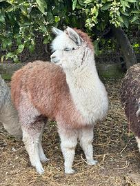 Alpaca per agriturismi