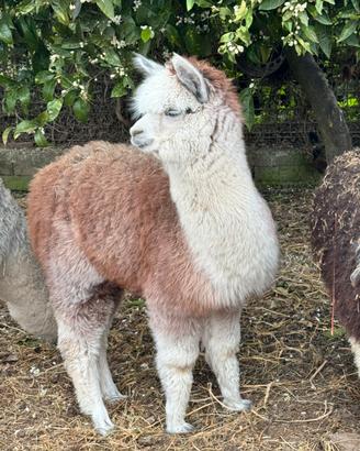 Alpaca per agriturismi