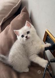 Scottish straight/fold