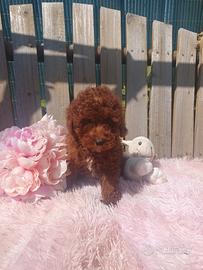 Barboncino toy con pedigree enci