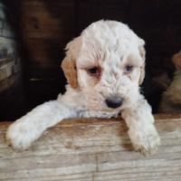 Cuccioli di lagotto