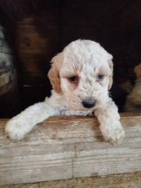 Cuccioli di lagotto