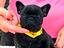 Immagine 3
