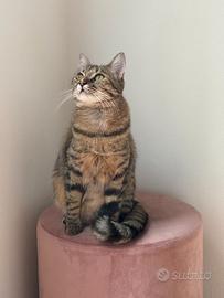 Aiuto cat sitting Noventa Padovana