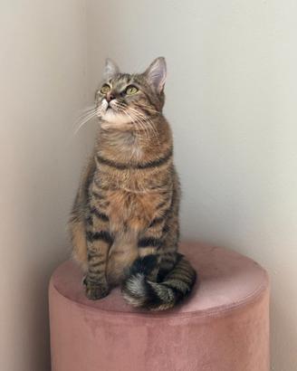 Aiuto cat sitting Noventa Padovana