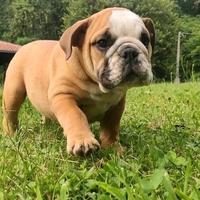 Cuccioli di bulldog inglese e carlino