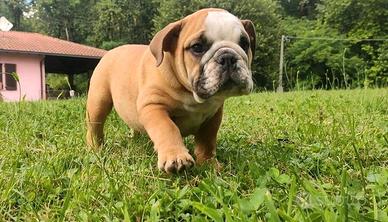 Cuccioli di bulldog inglese e carlino