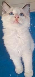 Ragdoll