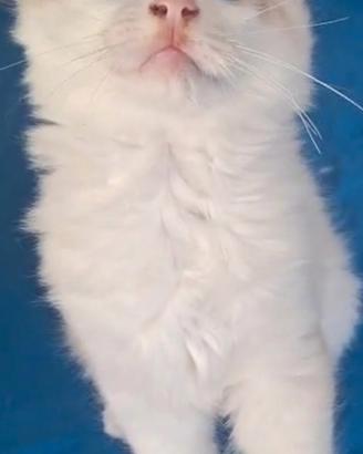 Ragdoll