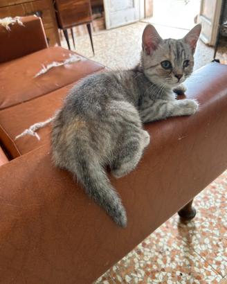 Gattina azzurrina,incrocio soriana persiana
